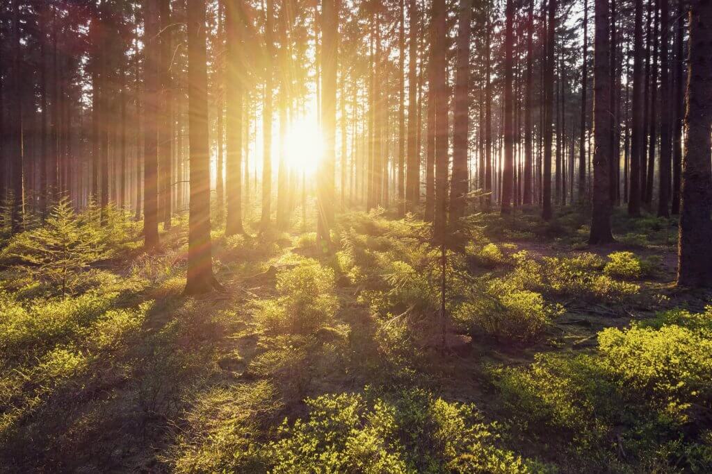 Forest with sun shining through